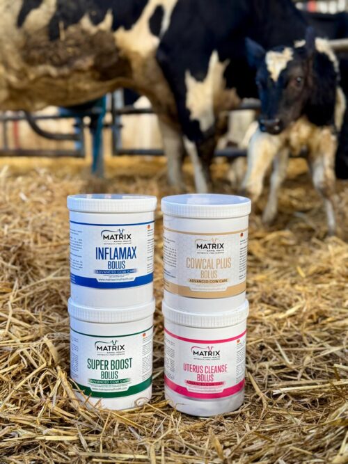 Matrix cow bundle