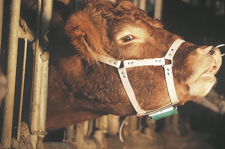 LEATHER BULL MARKING HARNESS